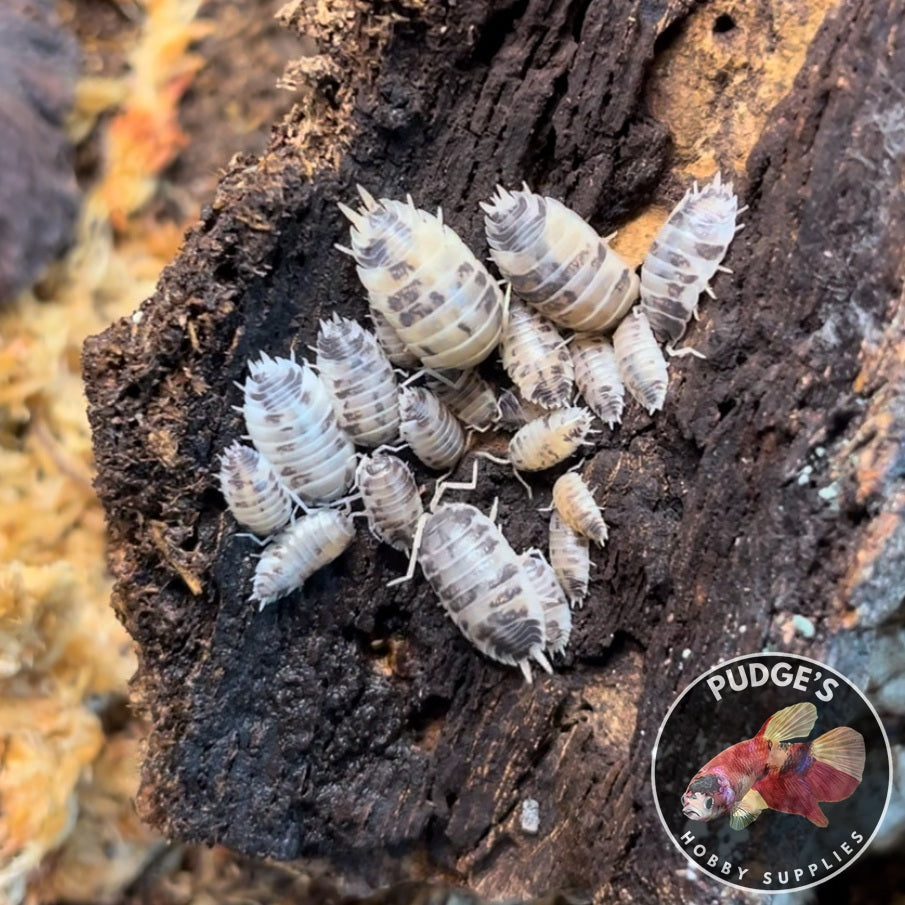 Dairy Cow Isopods - Porcellio Laevis