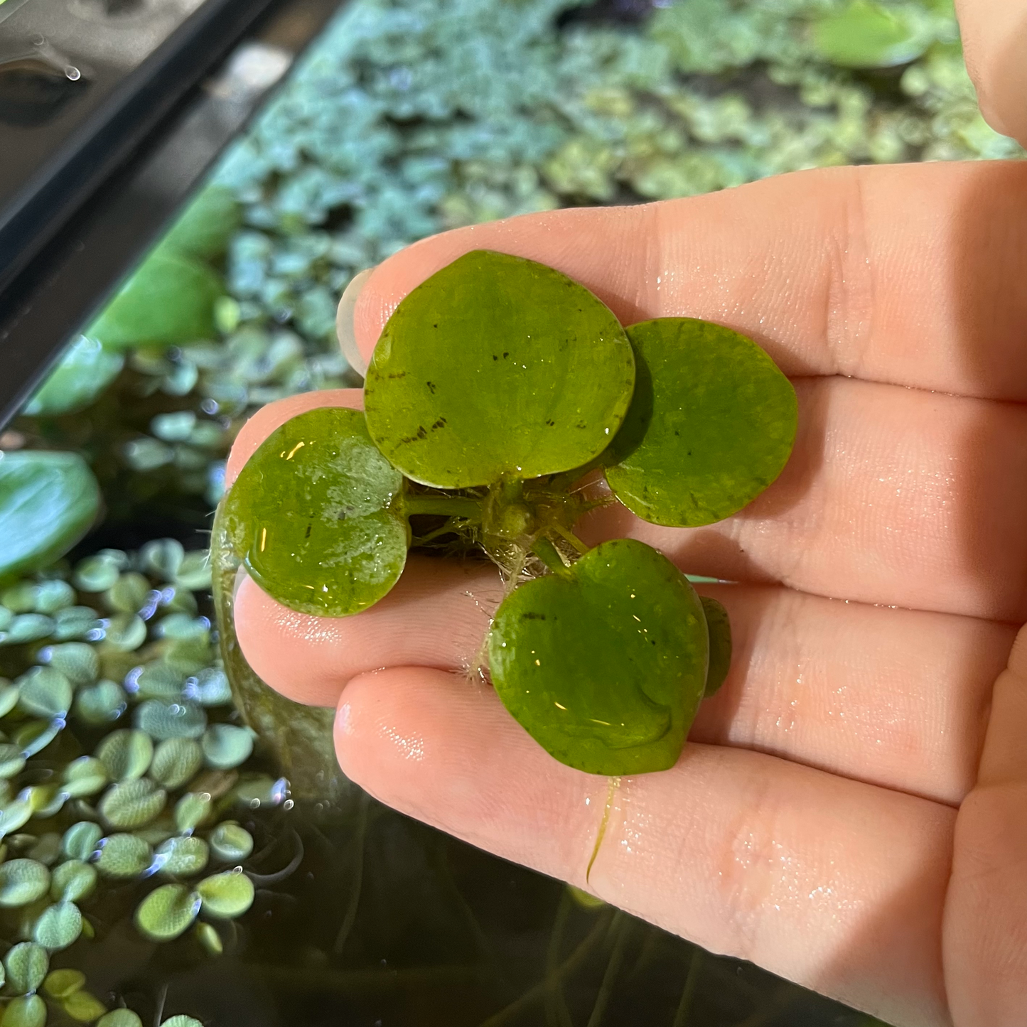Frogbit - Limnobium laevigatum