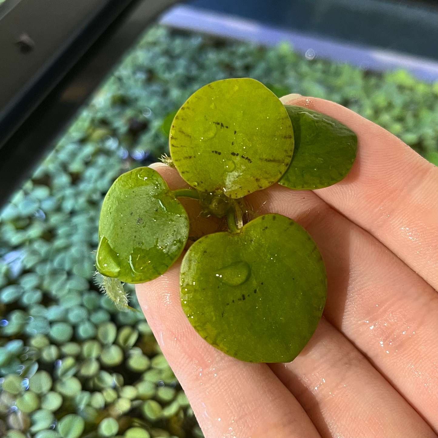 Frogbit - Limnobium laevigatum