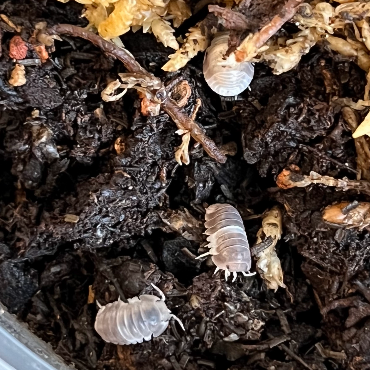 Panda King Isopods - Cubaris Sp.