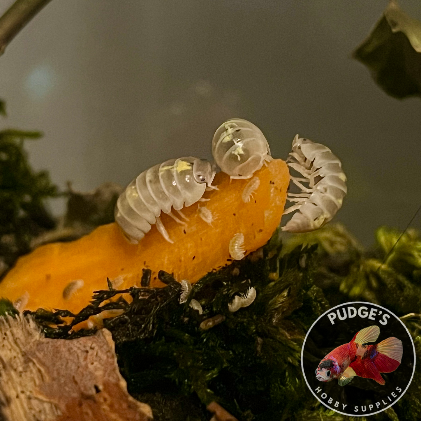 Magic Potion Isopods - Armadillidium Vulgare