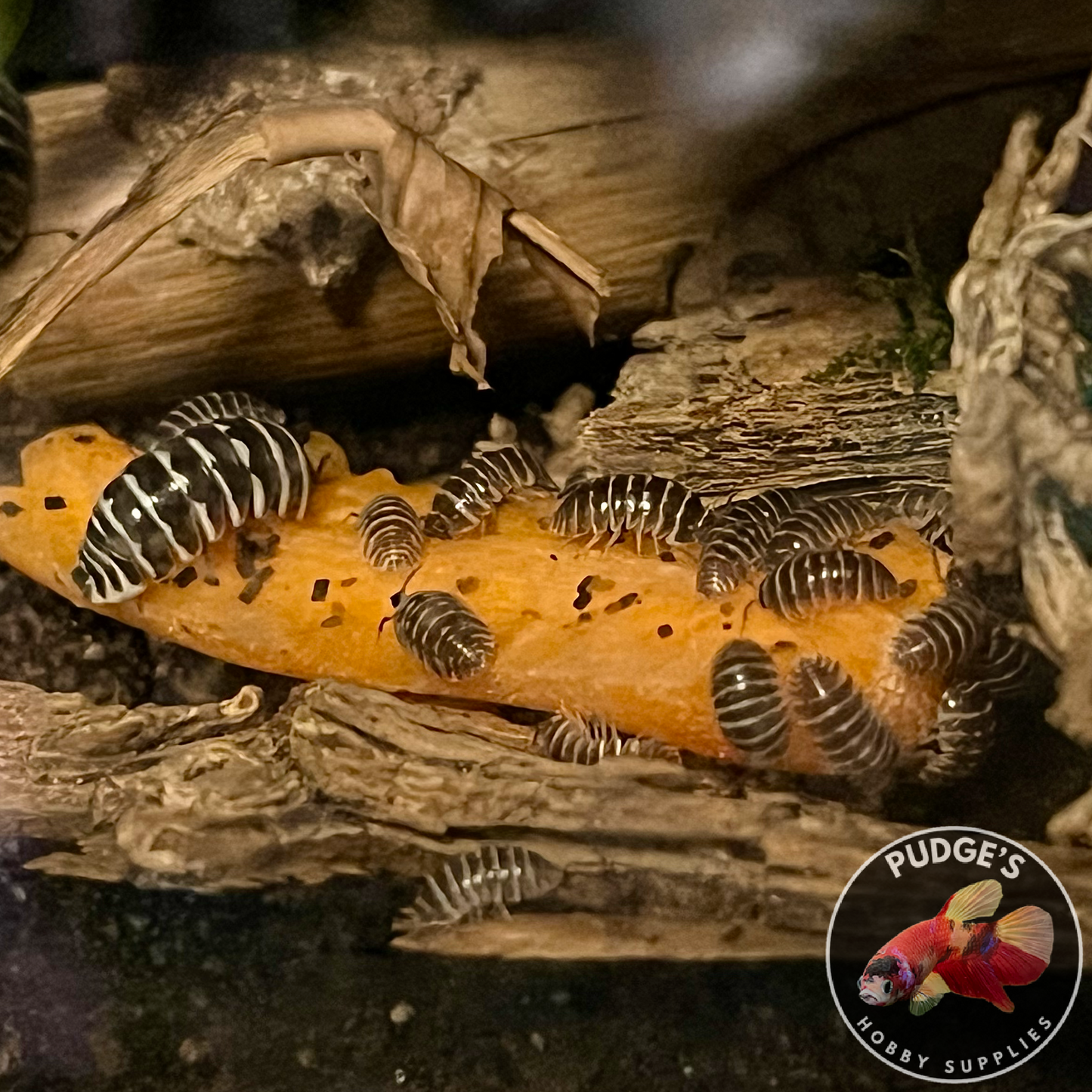 Zebra Isopods - Armadillidium Maculatum