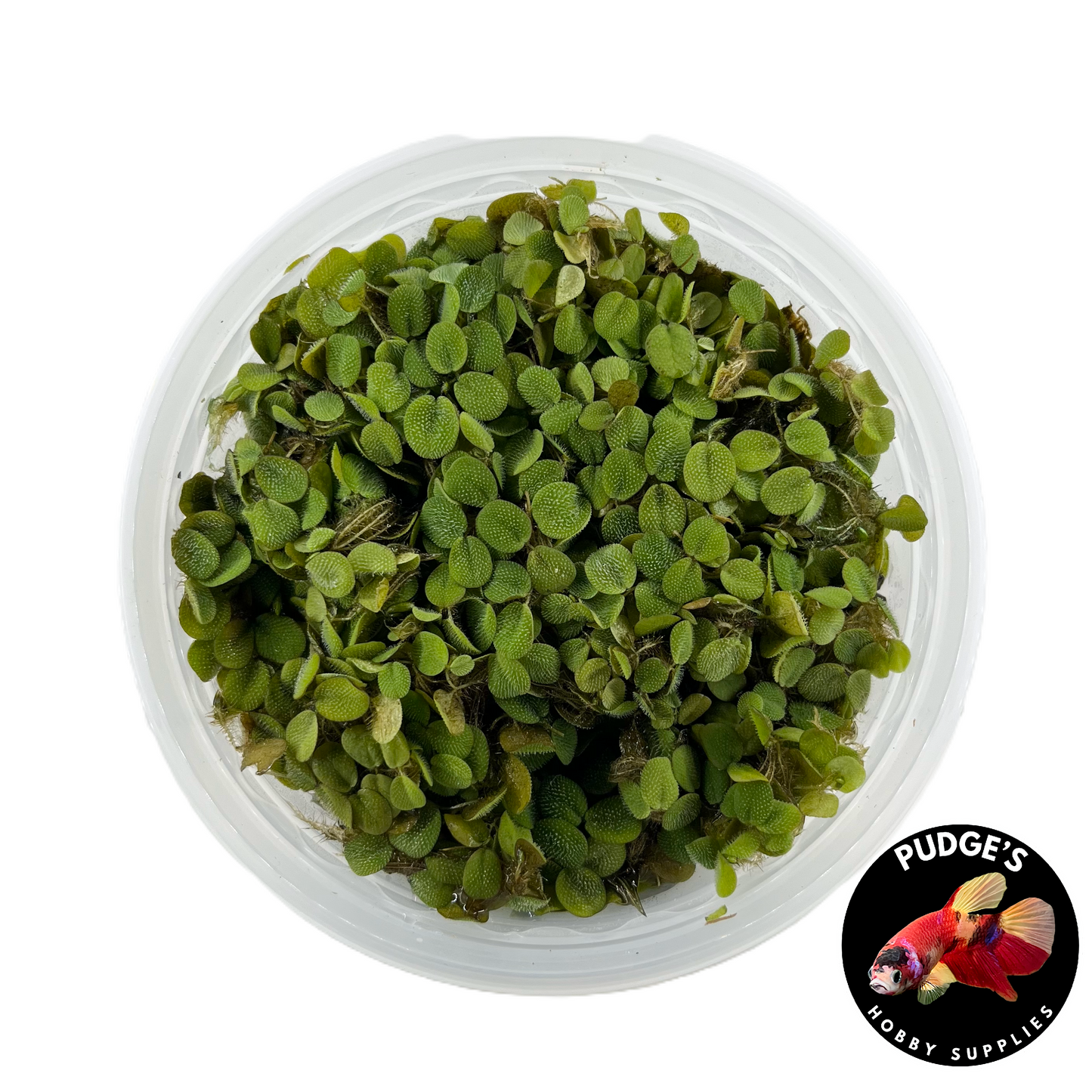 Salvinia