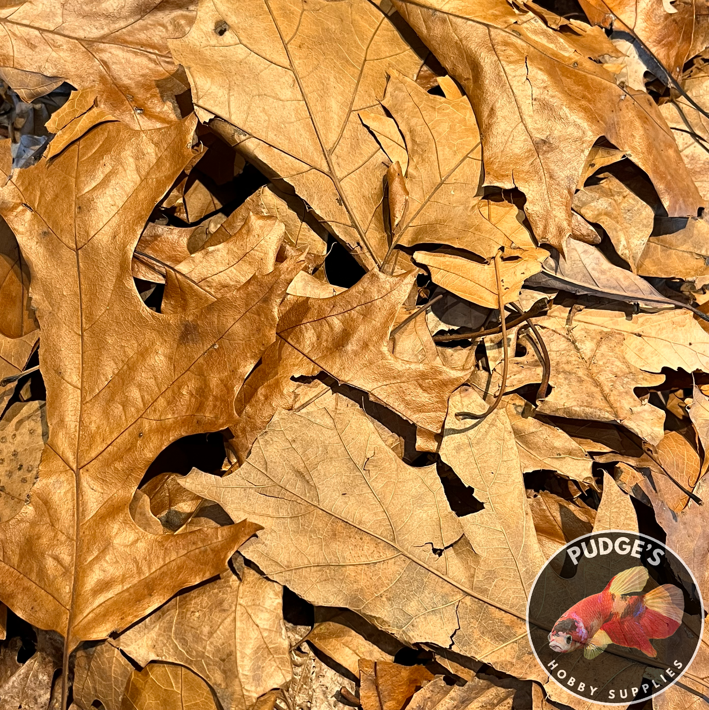 Oak Leaf Litter