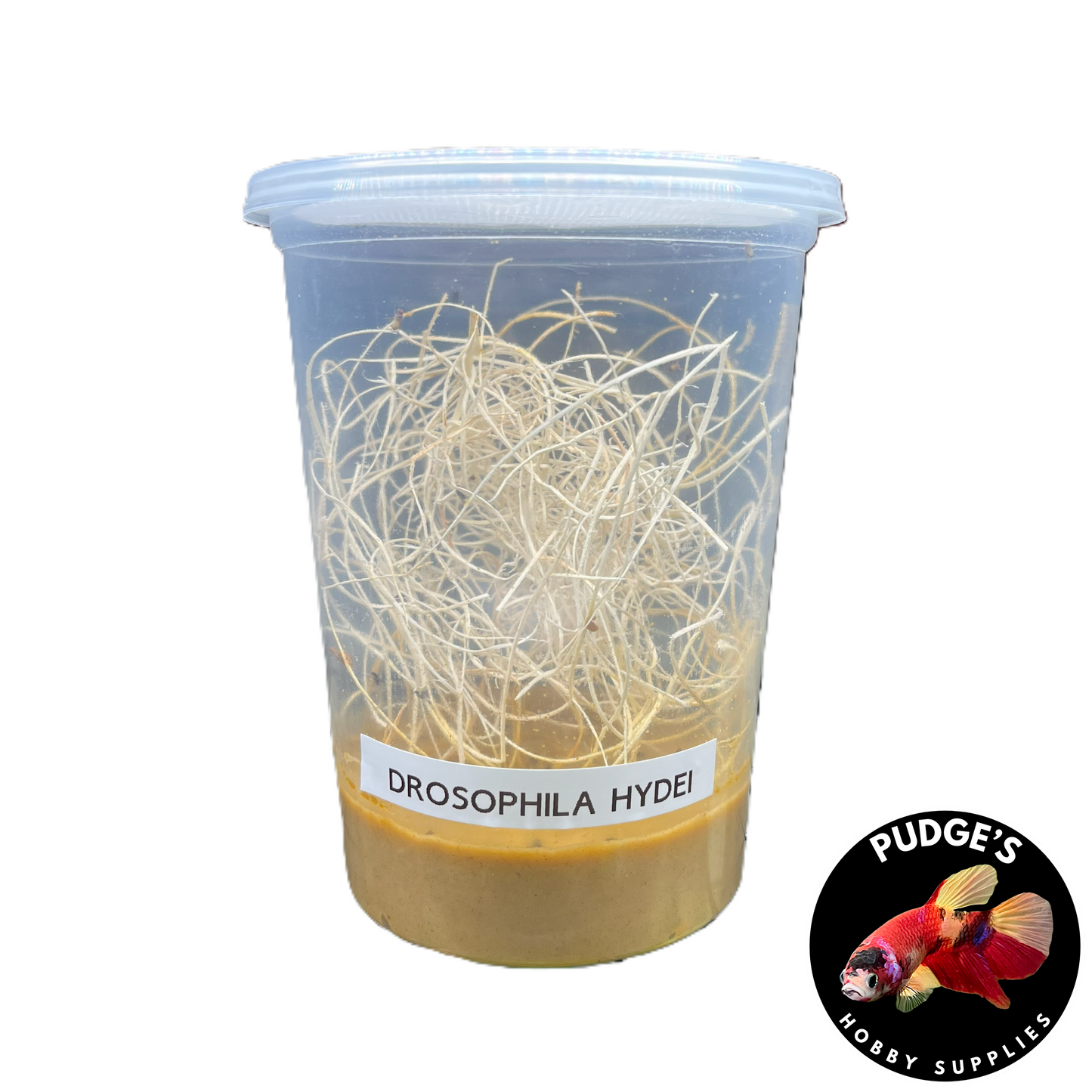 Flightless Fruit Fly Culture - Hydei