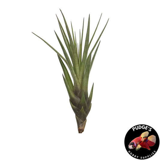 Air Plants - Tillandsia