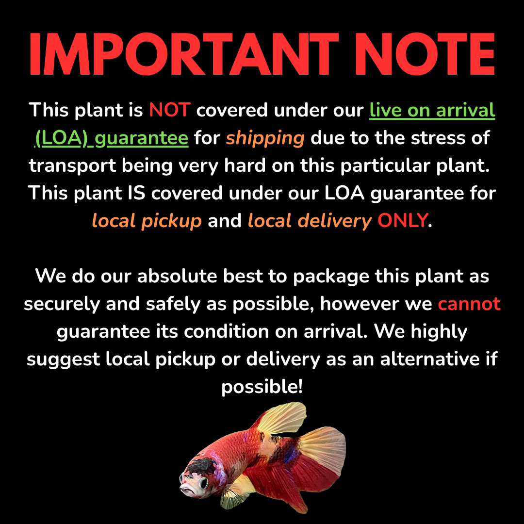 Sensitive Plant - Mimosa Pudica (No Guarantee)