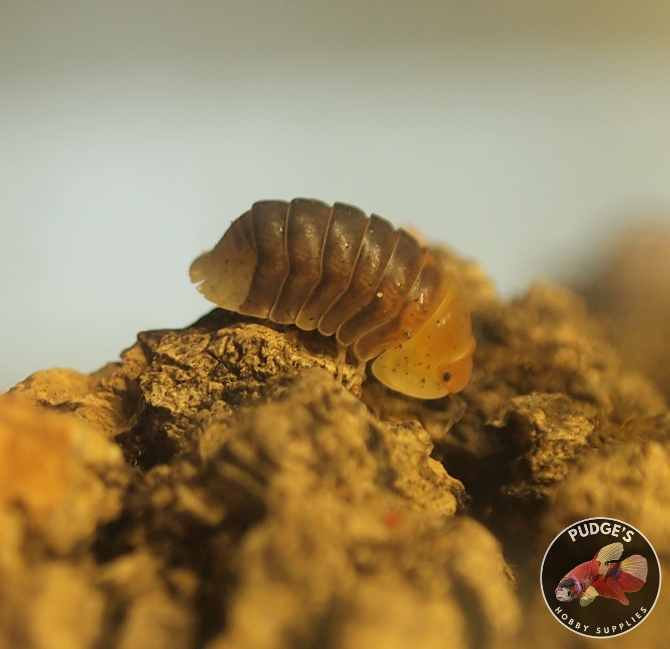 Rubber Ducky Isopods - Cubaris Sp.
