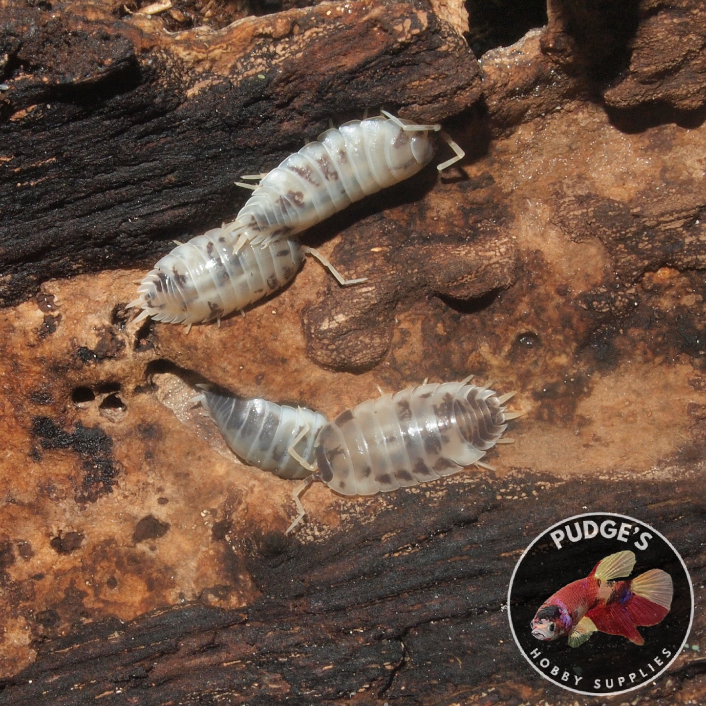 Dairy Cow Isopods - Porcellio Laevis