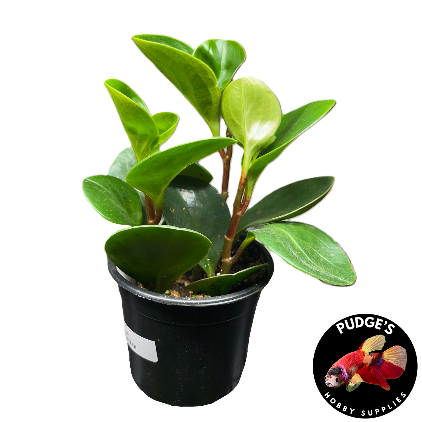 Baby Rubber Plant - Peperomia obtusifolia