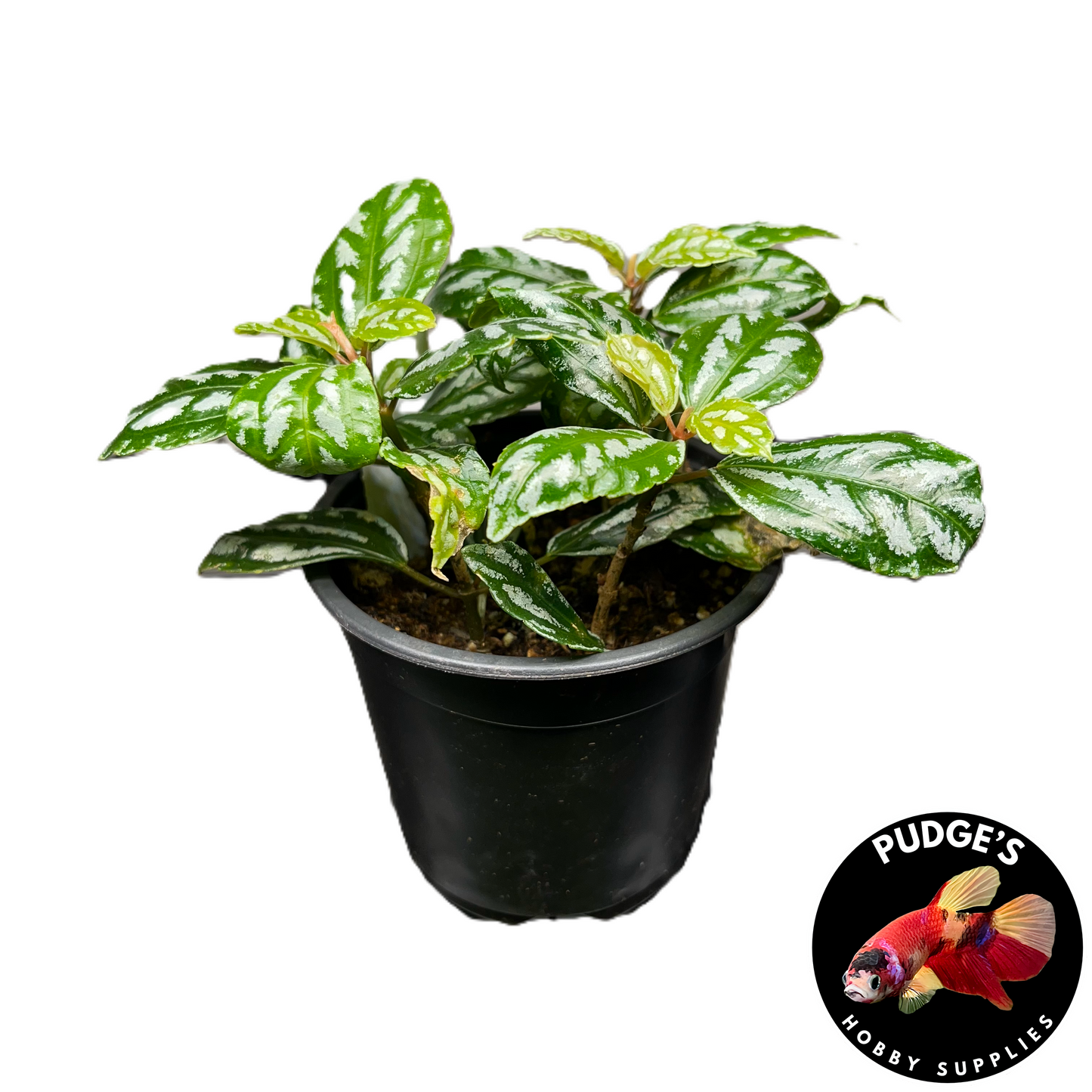 Aluminum Plant - Pilea Aluminum
