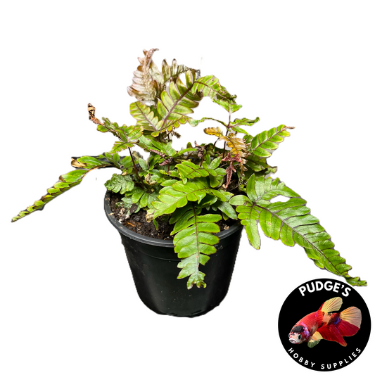 Tricolour Fern - Pteris aspericaulis 'Tricolor’