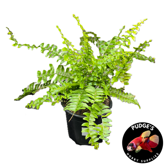 Boston Fern - Nephrolepis exaltata