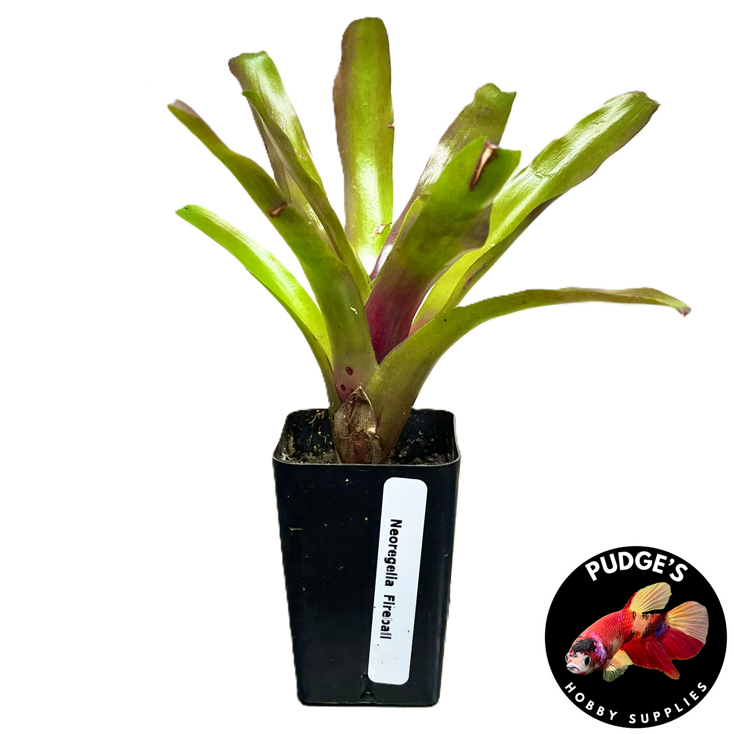 Bromeliads Neoregelia