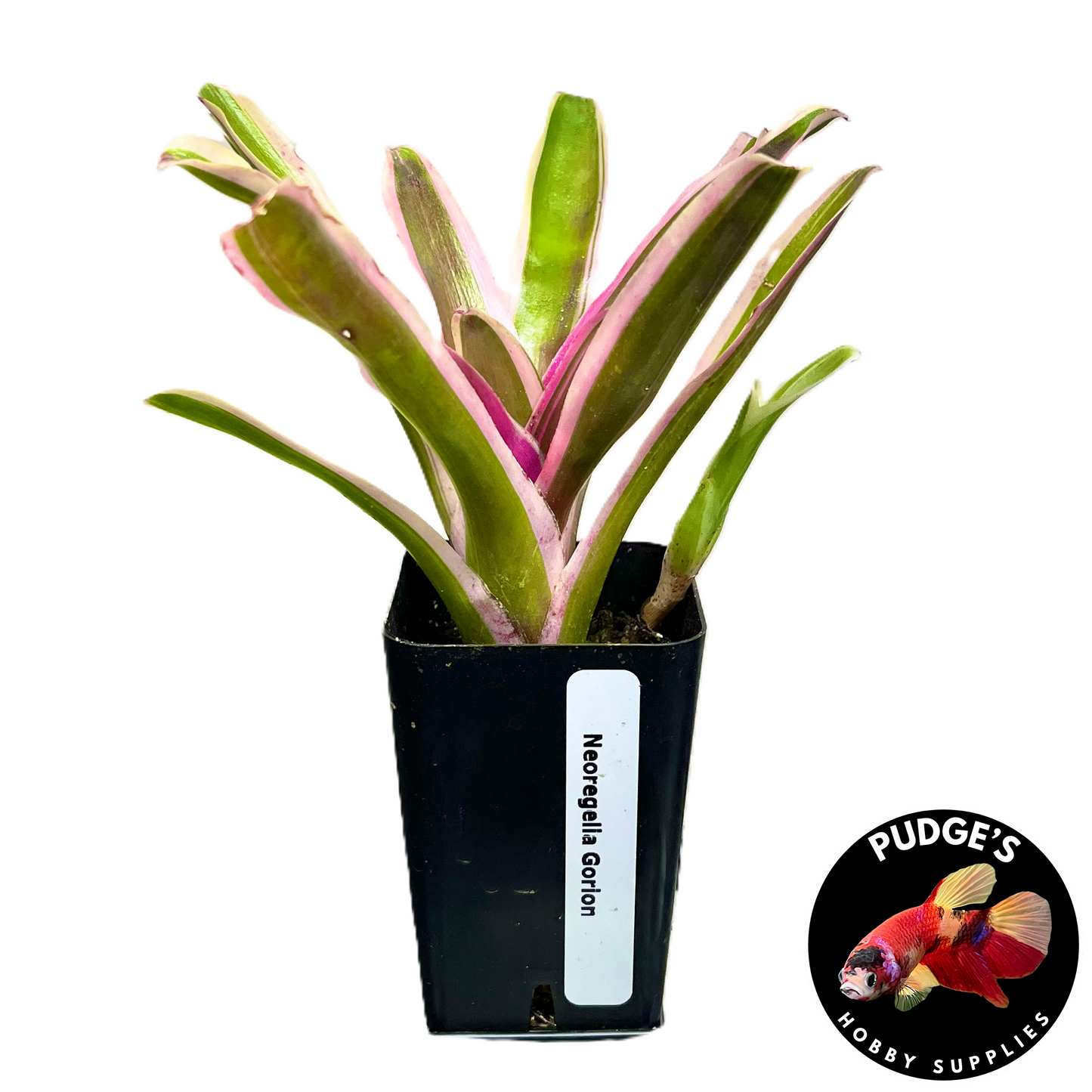 Bromeliads Neoregelia