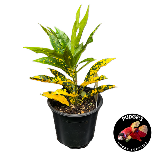 Croton Gold Dust - Codiaeum variegatum