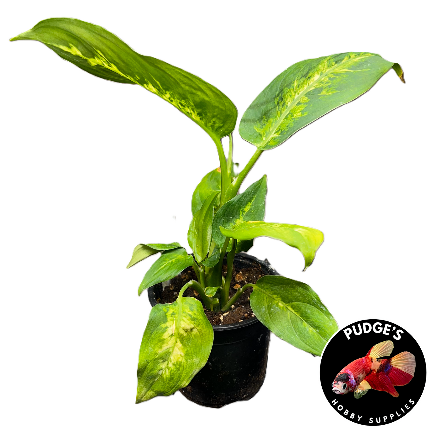 Leopard Lily - Dieffenbachia