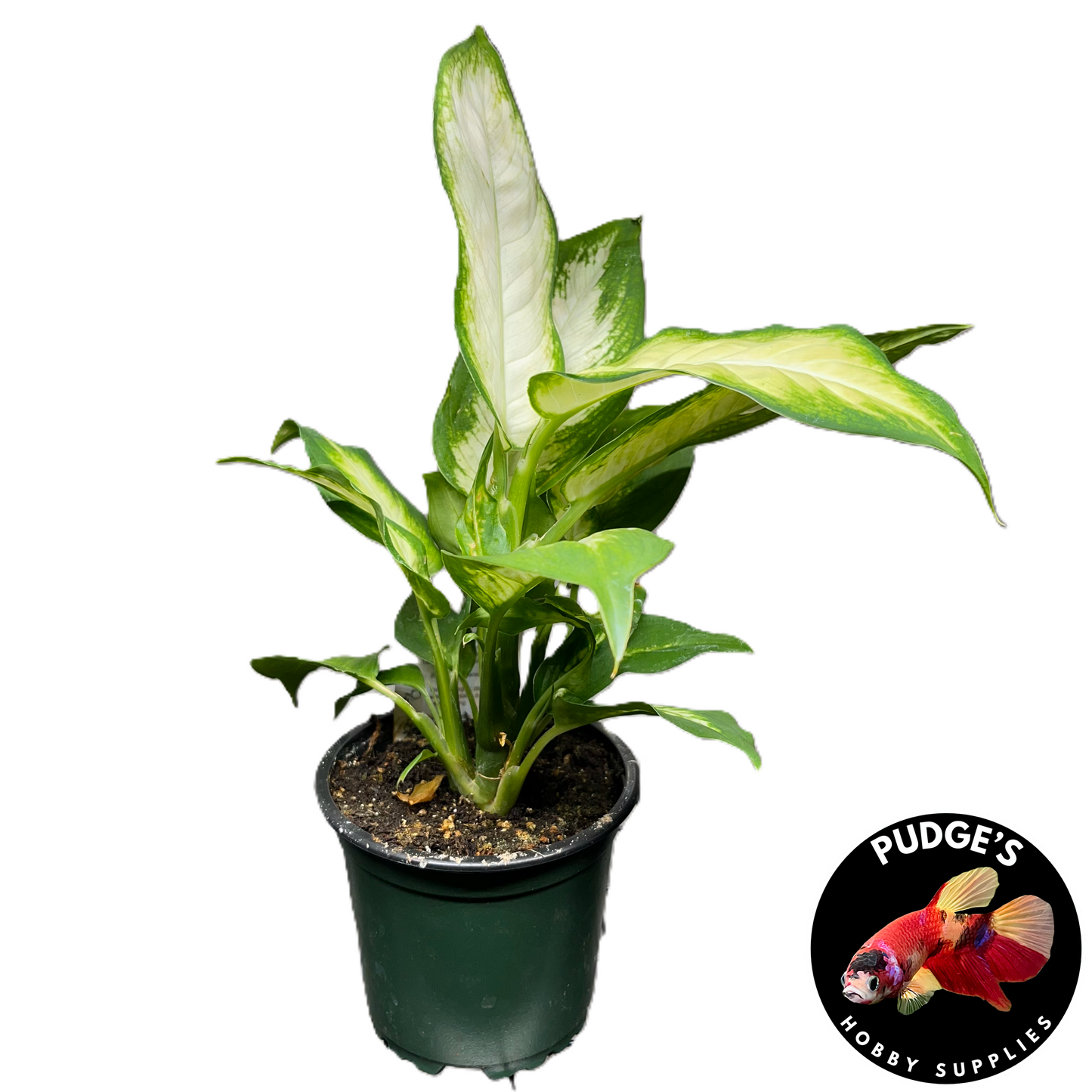 Leopard Lily - Dieffenbachia