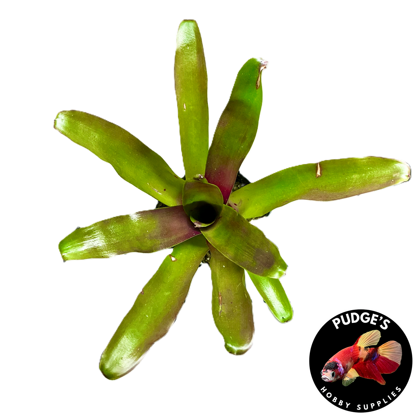 Bromeliads Neoregelia