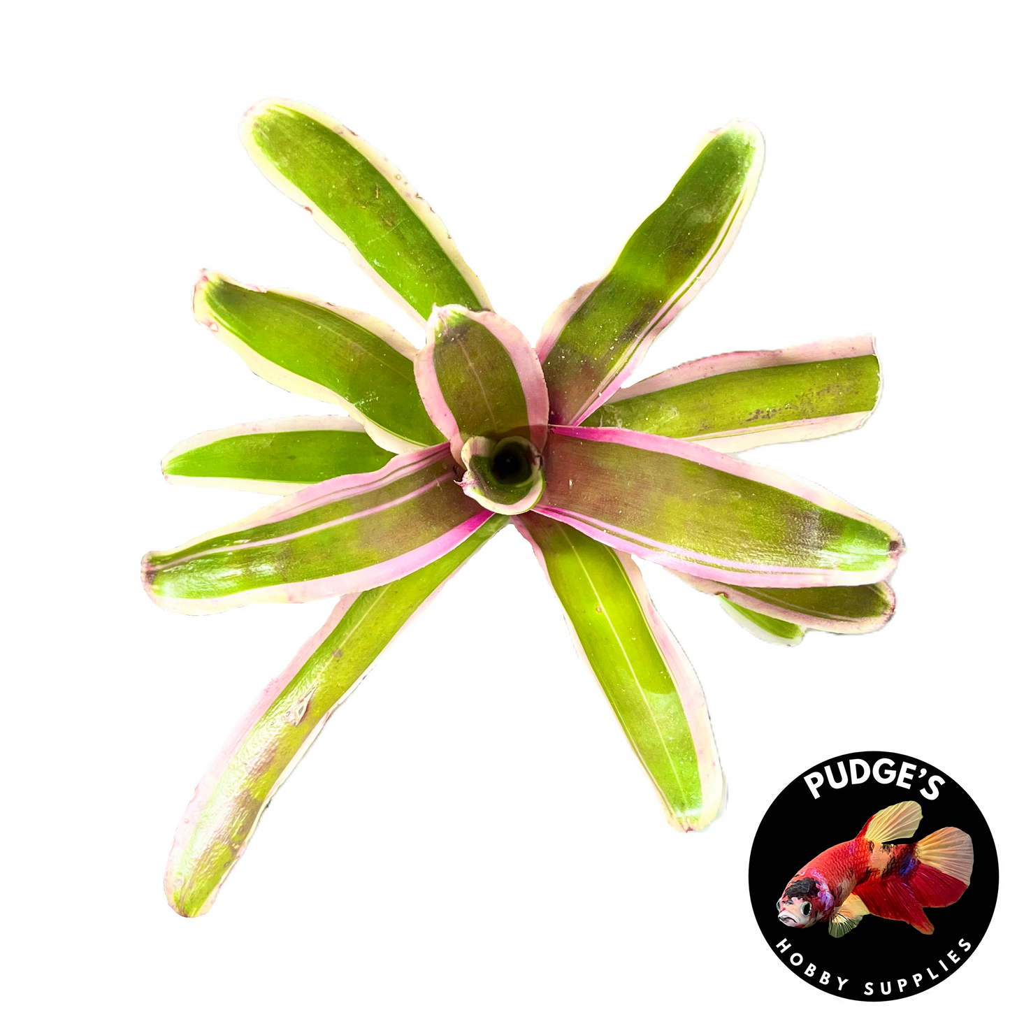 Bromeliads Neoregelia