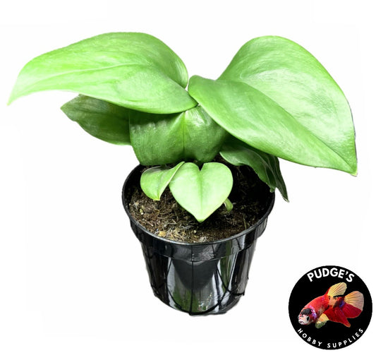 Scindapsus Treubii - Moonlight