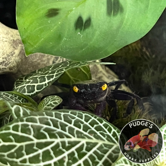 Purple Vampire Crab