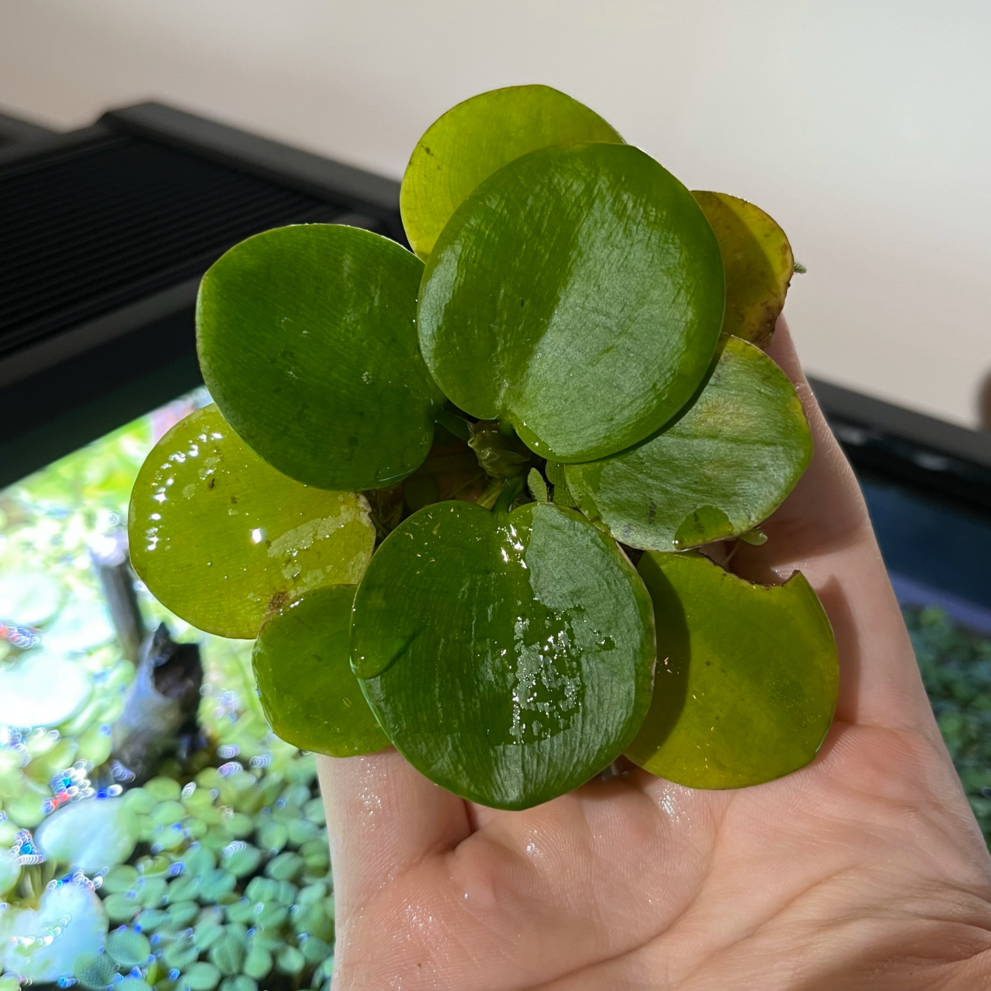 Frogbit - Limnobium laevigatum