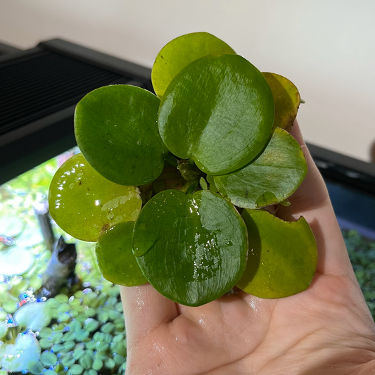 Frogbit - Limnobium laevigatum