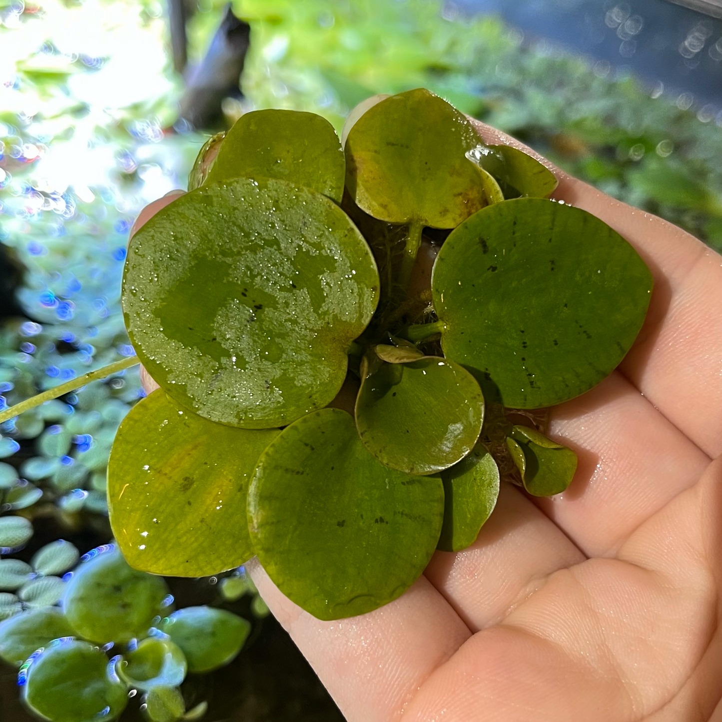 Frogbit - Limnobium laevigatum