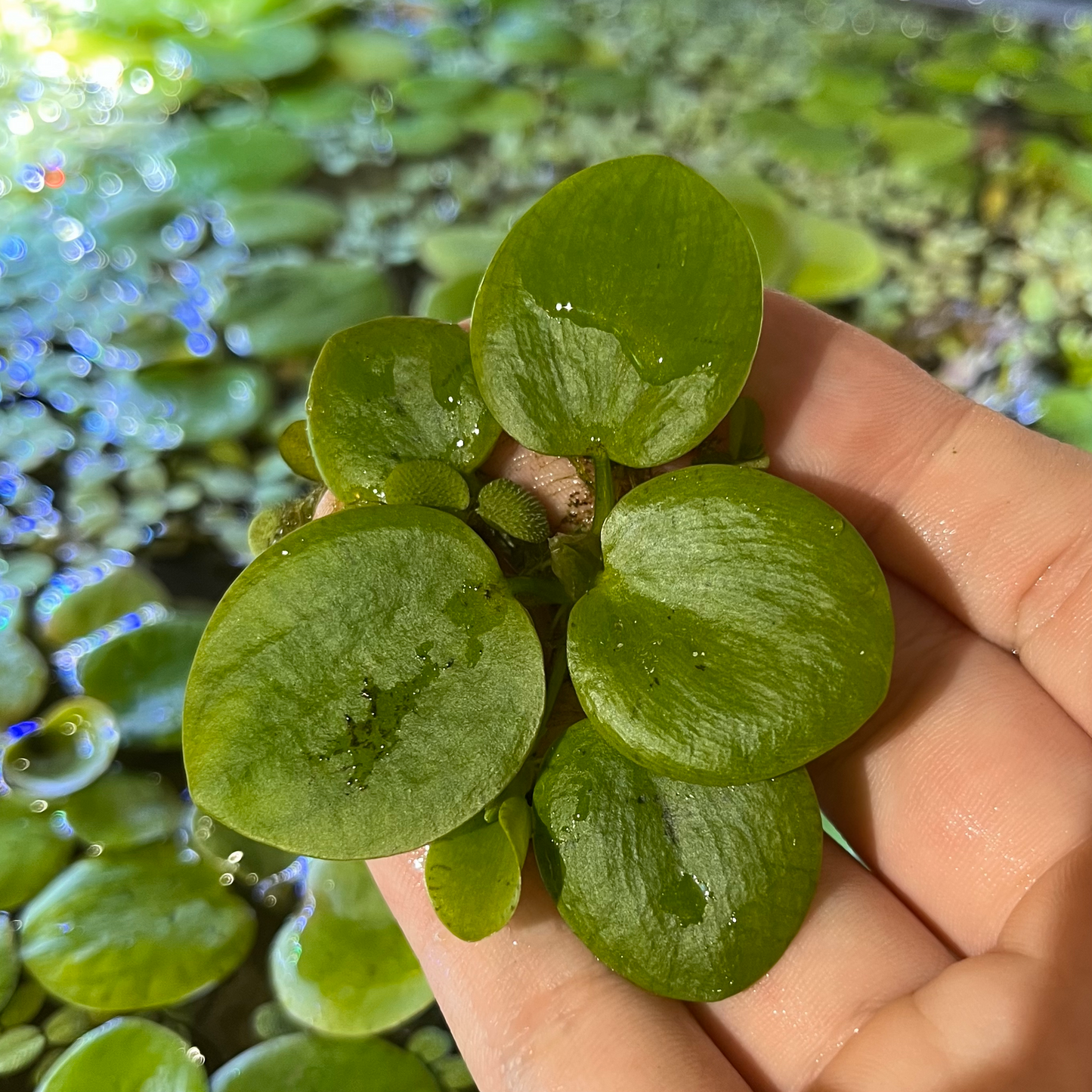 Frogbit - Limnobium laevigatum