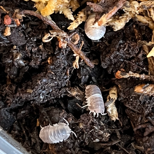 Panda King Isopods - Cubaris Sp.