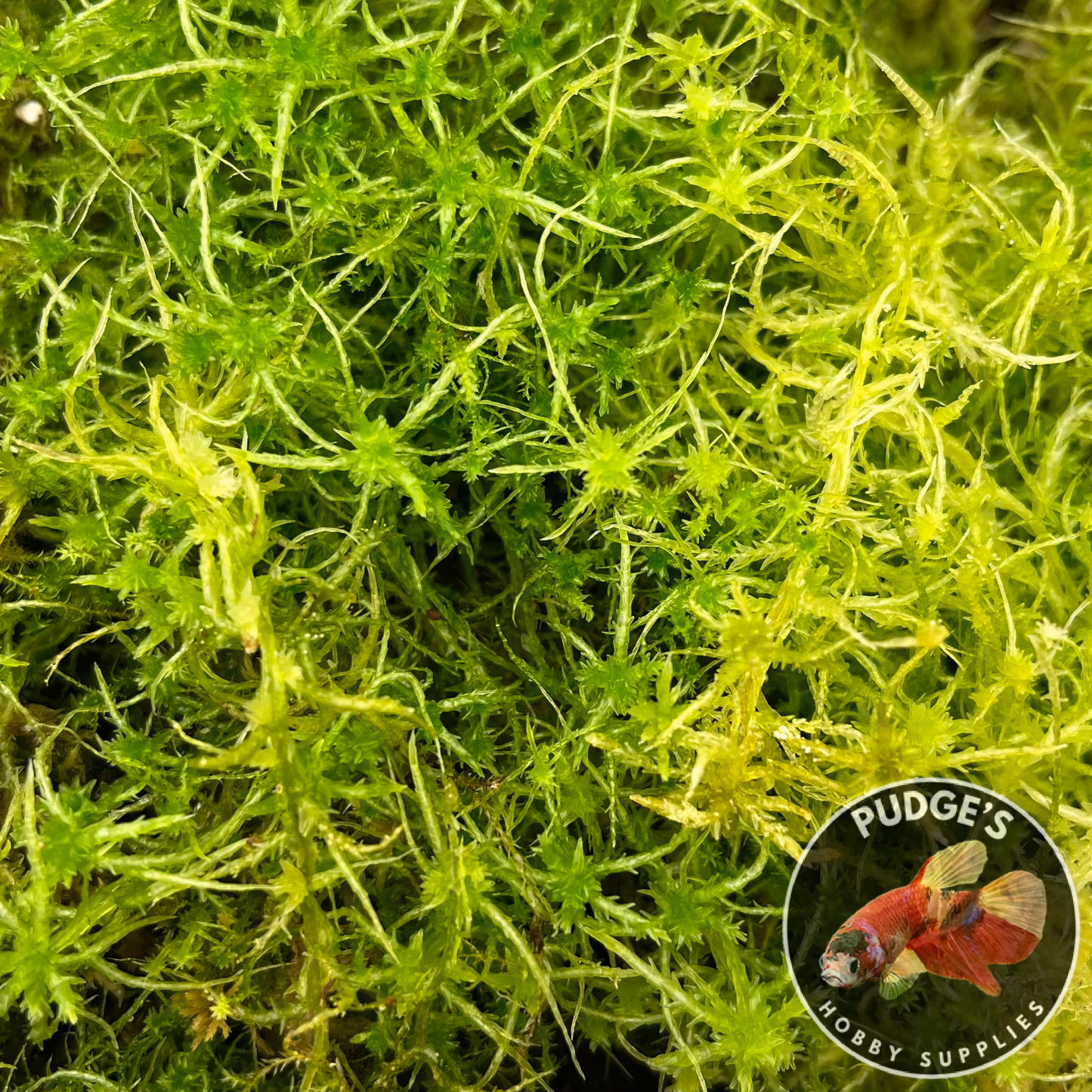 Live Sphagnum Moss