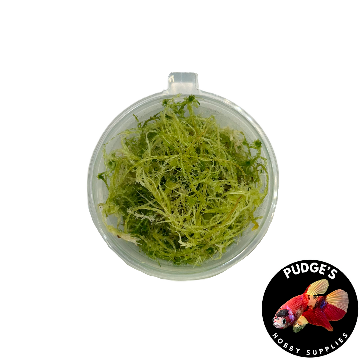 Live Sphagnum Moss