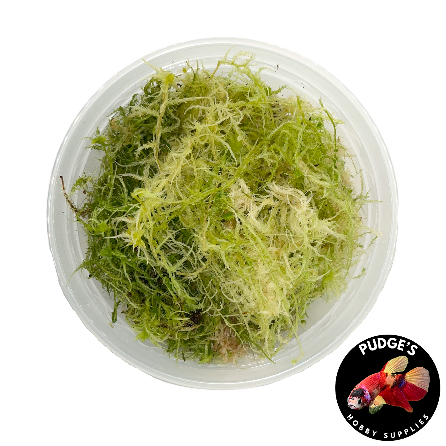 Live Sphagnum Moss