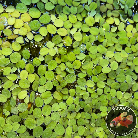 Salvinia