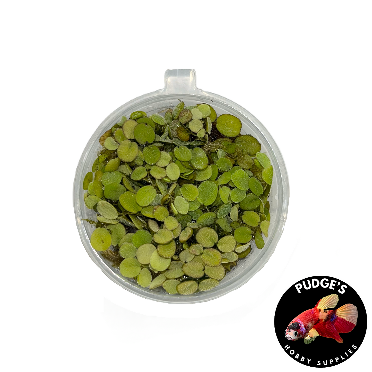 Salvinia
