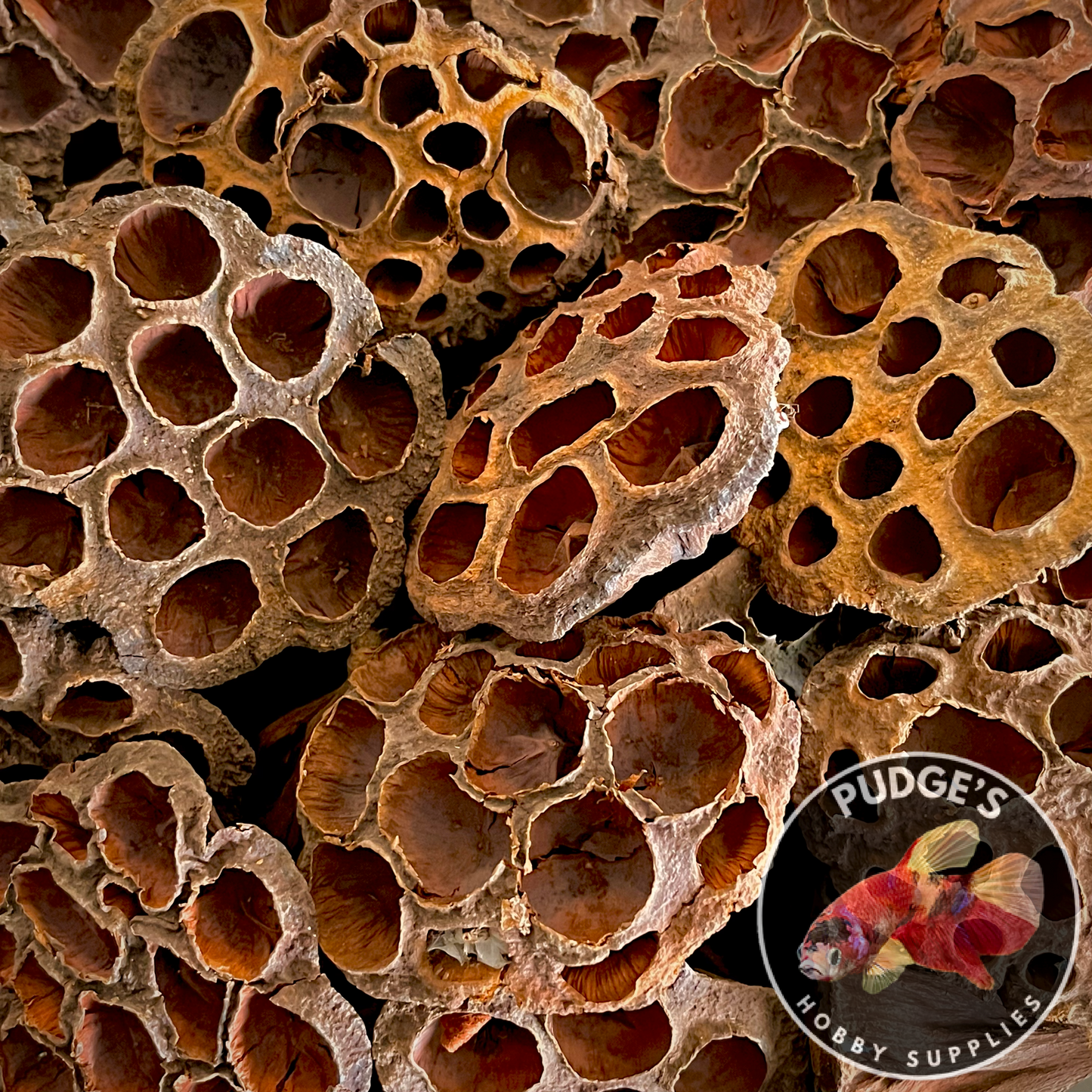 Dried Lotus Pods