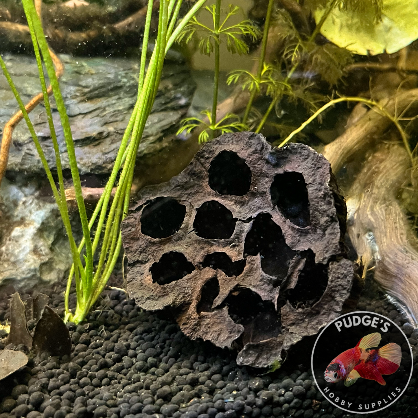 Dried Lotus Pods