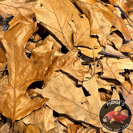 Oak Leaf Litter