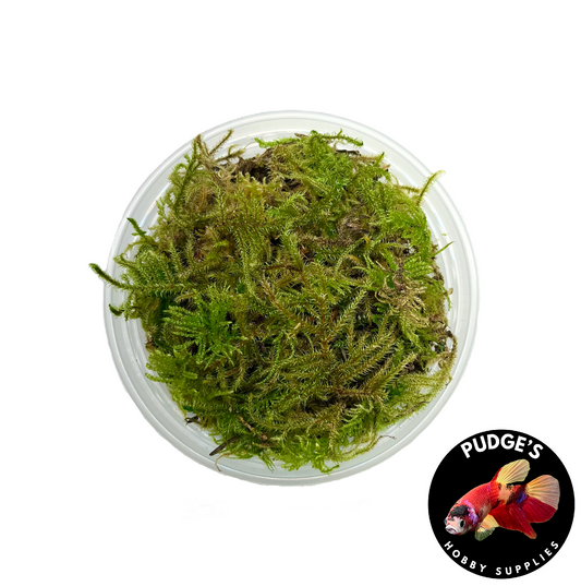 Live Terrarium Moss