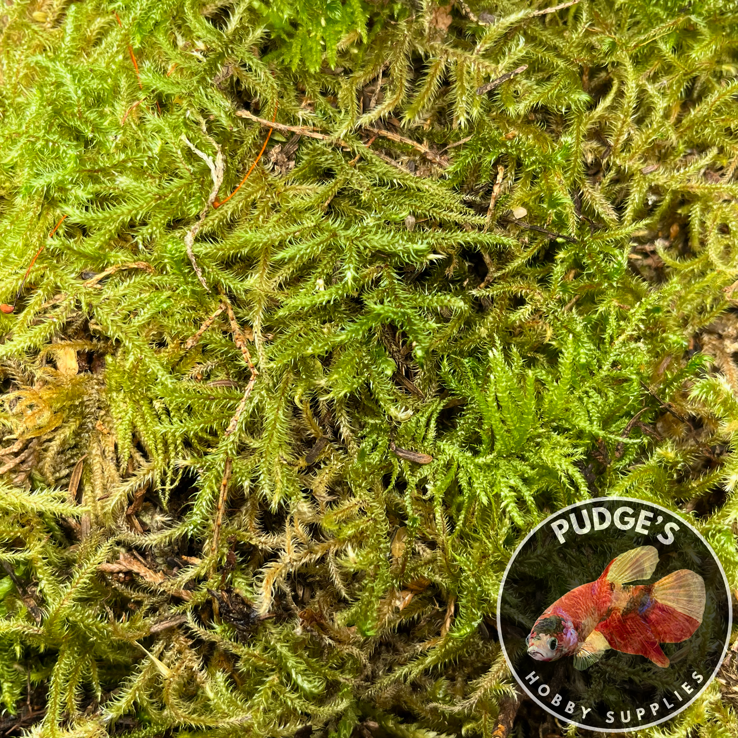 Live Terrarium Moss