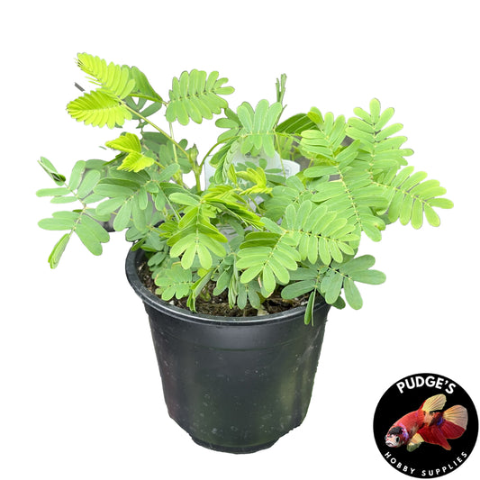 Sensitive Plant - Mimosa Pudica (No Guarantee)