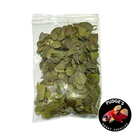 Manzanita Leaf Litter