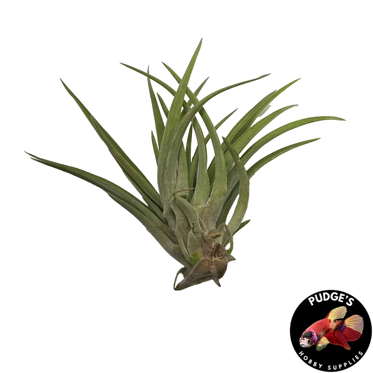 Air Plants - Tillandsia