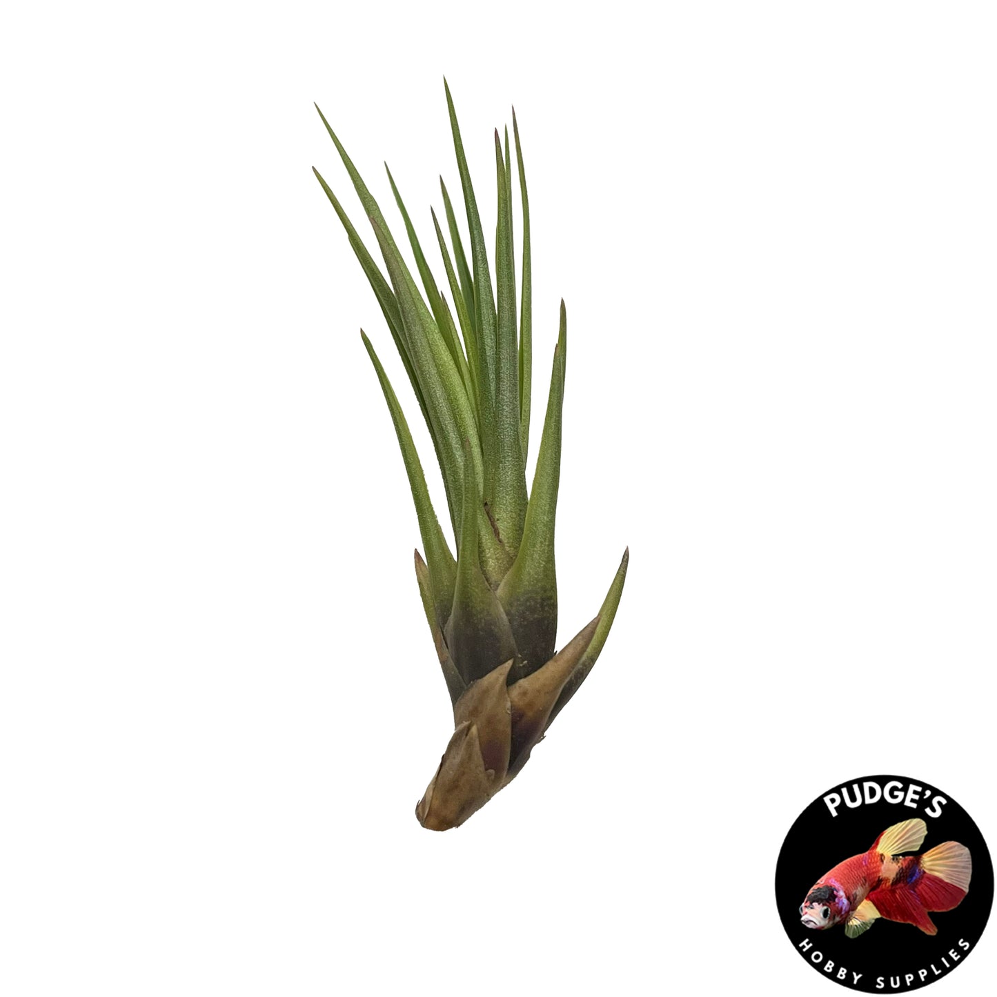 Air Plants - Tillandsia