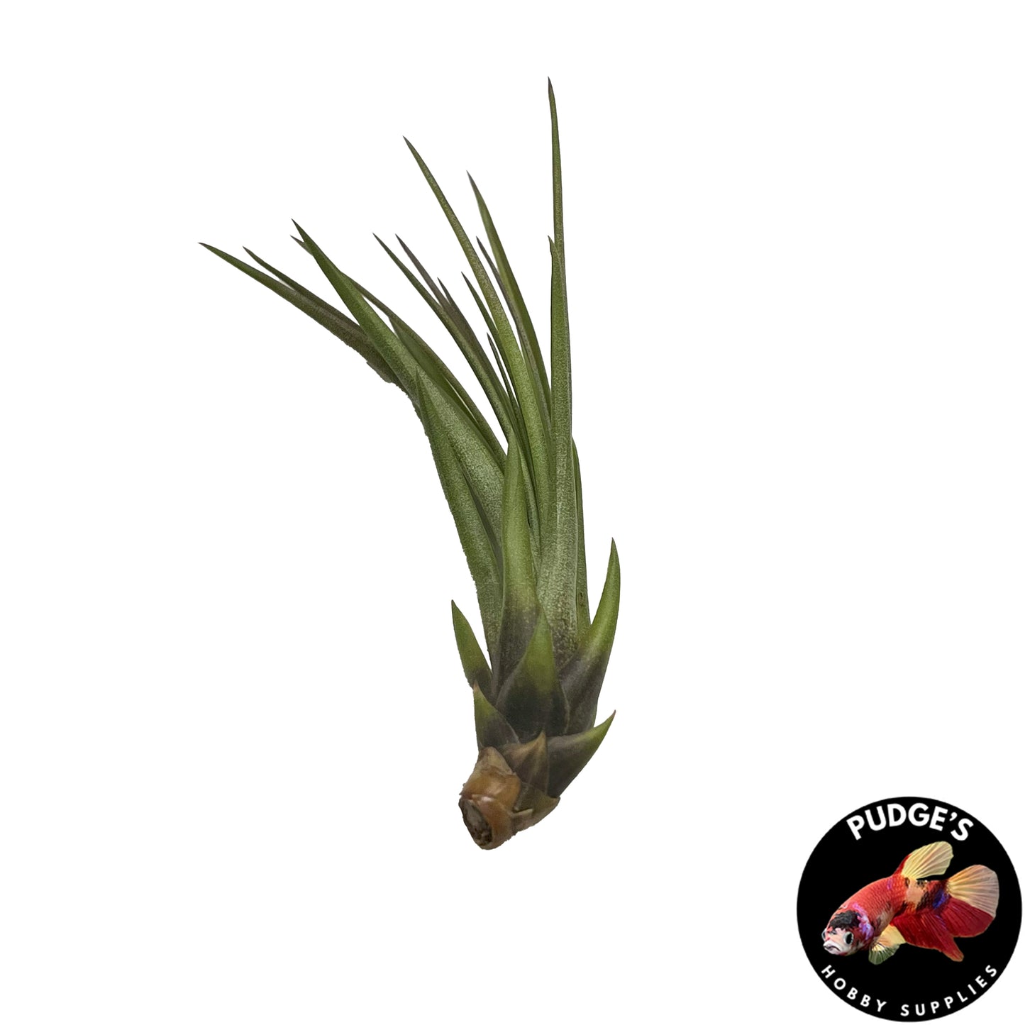 Air Plants - Tillandsia