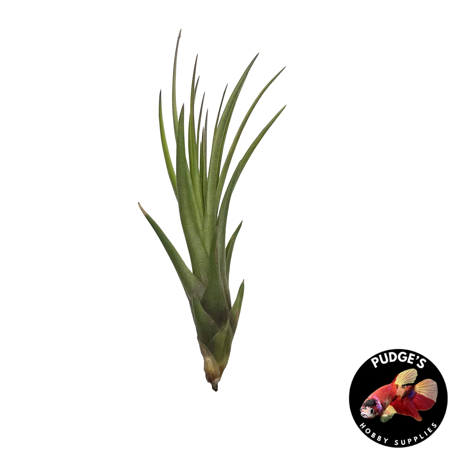 Air Plants - Tillandsia