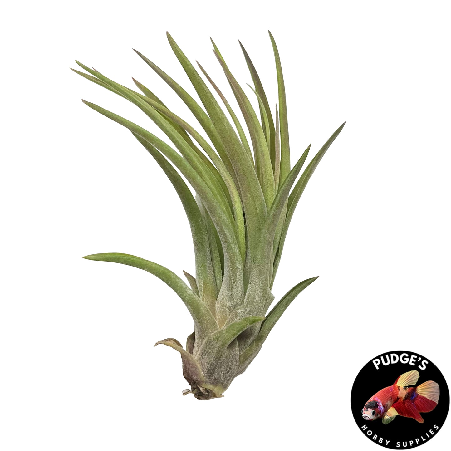 Air Plants - Tillandsia