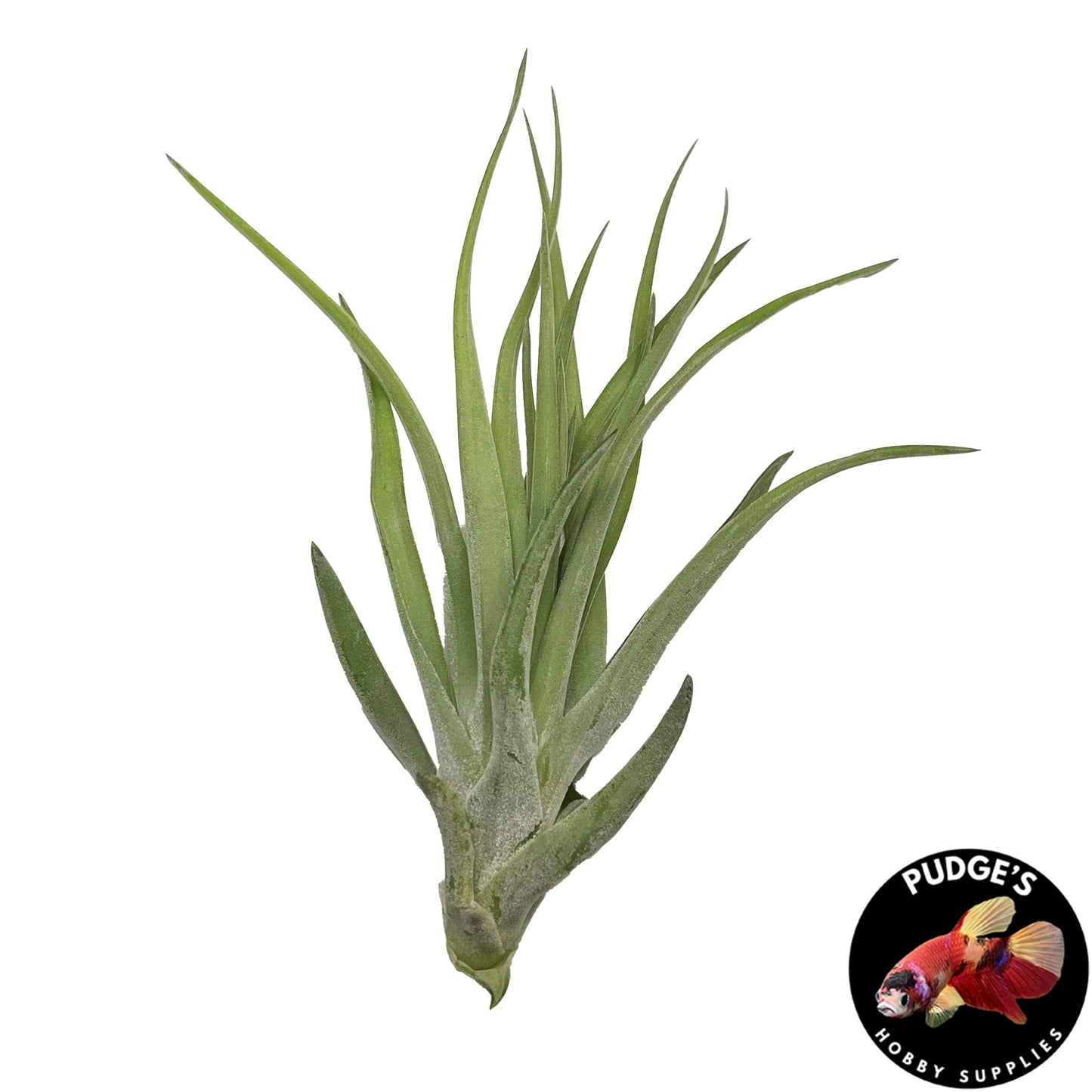 Air Plants - Tillandsia