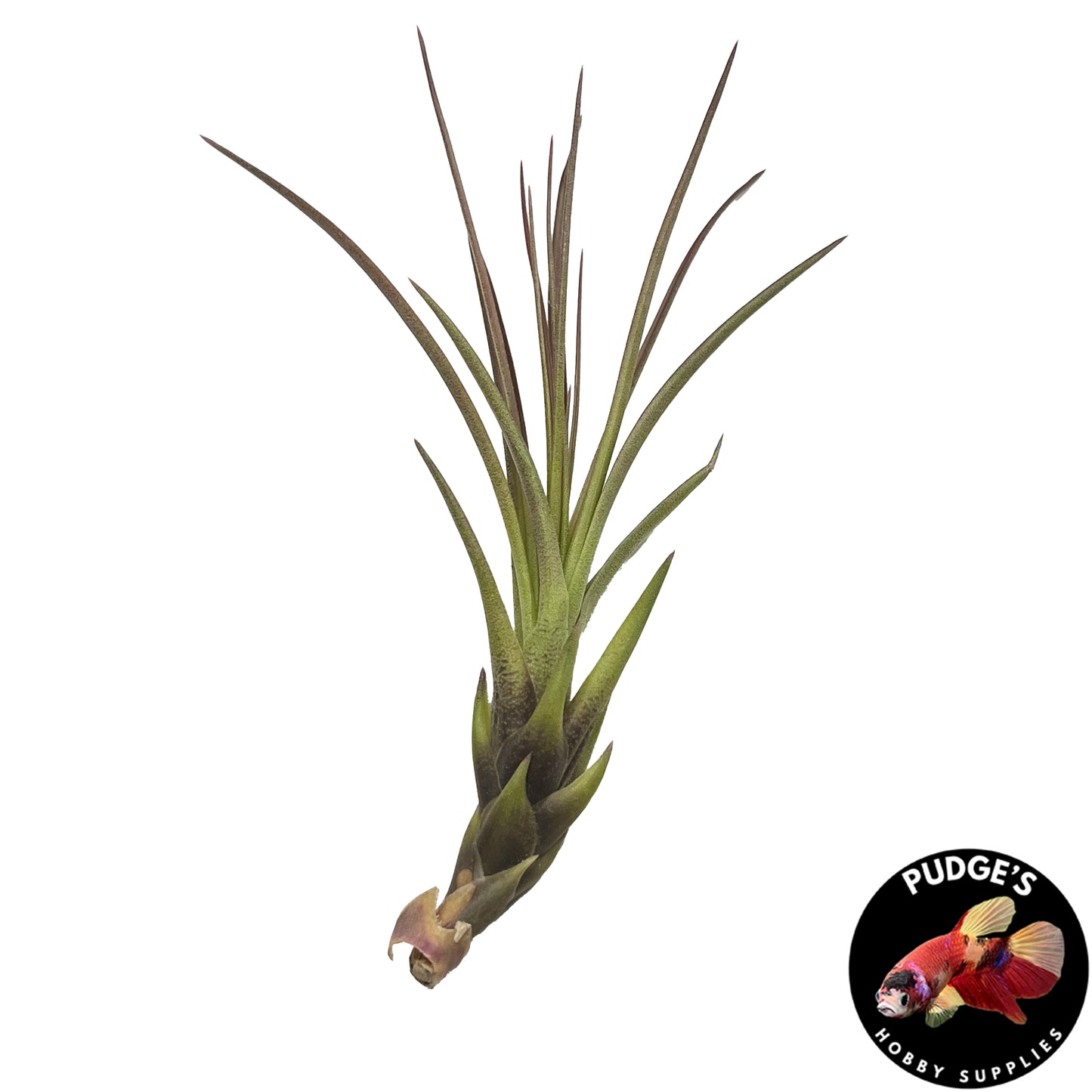Air Plants - Tillandsia